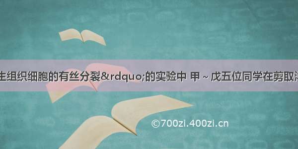 在&ldquo;观察分生组织细胞的有丝分裂&rdquo;的实验中 甲～戊五位同学在剪取洋葱根尖后立即进行