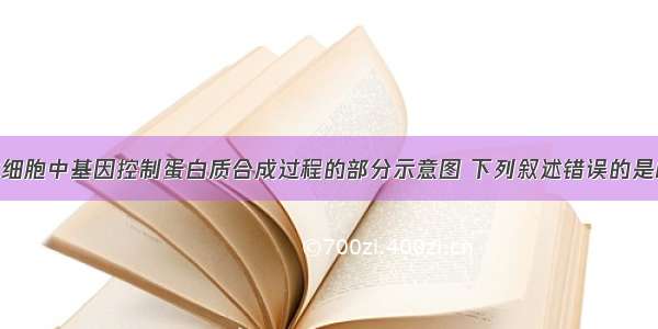 下图是人体细胞中基因控制蛋白质合成过程的部分示意图 下列叙述错误的是A. 图示过程