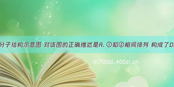 下图为DNA分子结构示意图 对该图的正确描述是A. ①和②相间排列 构成了DNA分子的基